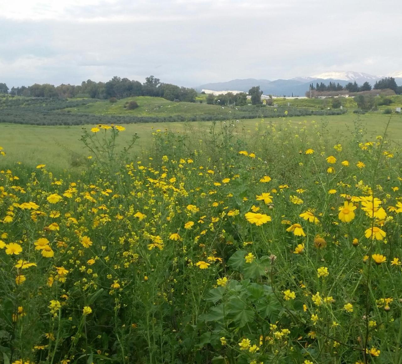 Naftali Albilia Kiryat Shmona Esterno foto