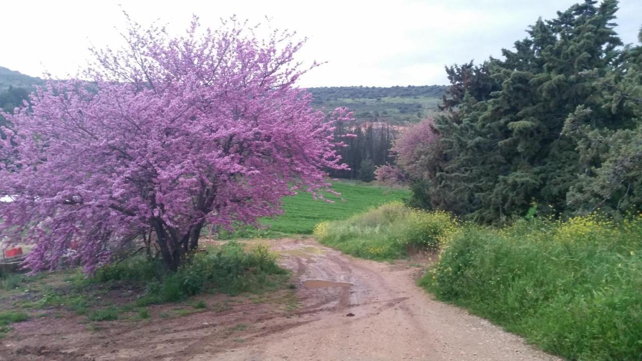 Naftali Albilia Kiryat Shmona Esterno foto